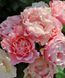Porcelaine d&rsquo;Orient (Daphne) Дафна ВЕСНА 2026 358 фото 8