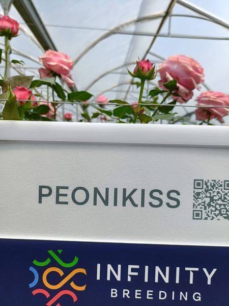 Peonikiss Піоні Кісс ЗКС ЛІТО 2026 1020 фото