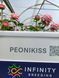 Peonikiss Піоні Кісс ЗКС ЛІТО 2026 1020 фото 35