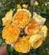 Bring Me Sunshine Брінґ Мі Саншайн (Ausernie) ОСІНЬ 2026 360 фото 4