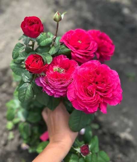 Купити Princess Kishi (Long and Happy Life) Принцеса Кіші ОСІНЬ