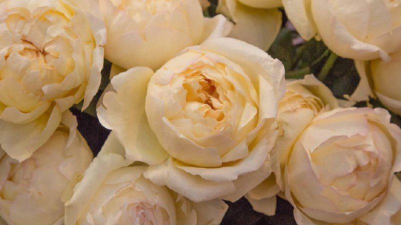 Ivory Yves Piaget Айво́рі І́в П&rsquo;яже́ ОСІНЬ 2026 3434343255 фото