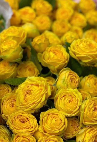 Luna Trendsetter Луна Трендсеттер ОСІНЬ 2026 109 фото