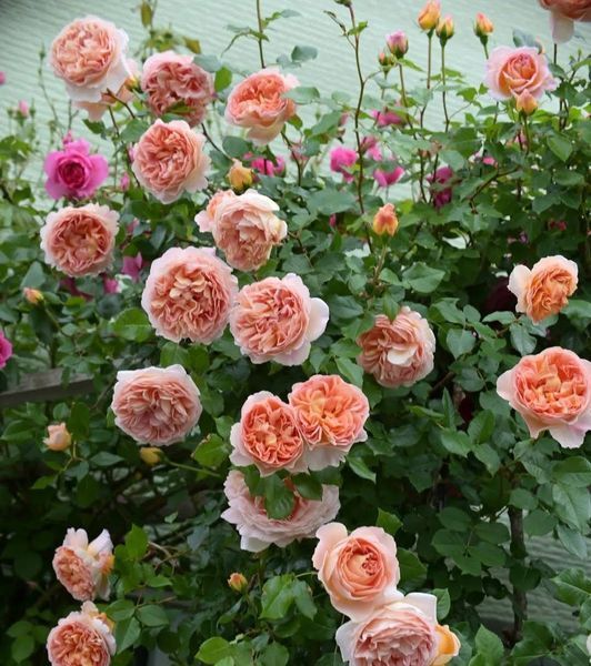 Купити Abraham Darby Е́йбрем Да́рбі, AUScot, Candy Rain, Country Darby ...