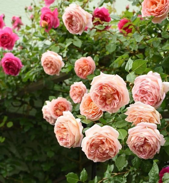 Купити Abraham Darby Е́йбрем Да́рбі, AUScot, Candy Rain, Country Darby ...