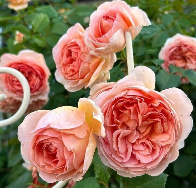 Купити Abraham Darby Е́йбрем Да́рбі, AUScot, Candy Rain, Country Darby ...