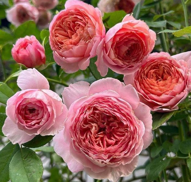 Купити Abraham Darby Е́йбрем Да́рбі, AUScot, Candy Rain, Country Darby ...