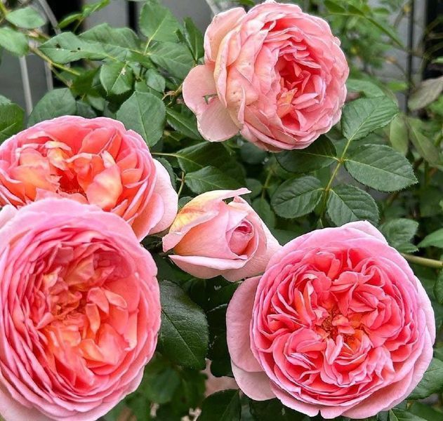 Купити Abraham Darby Е́йбрем Да́рбі, AUScot, Candy Rain, Country Darby ...