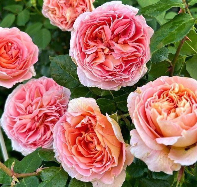 Купити Abraham Darby Е́йбрем Да́рбі, AUScot, Candy Rain, Country Darby ...