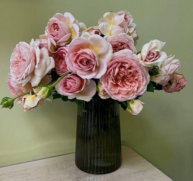 Купити Abraham Darby Е́йбрем Да́рбі, AUScot, Candy Rain, Country Darby ...