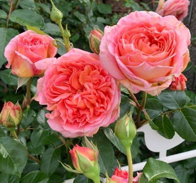 Купити Abraham Darby Е́йбрем Да́рбі, AUScot, Candy Rain, Country Darby ...