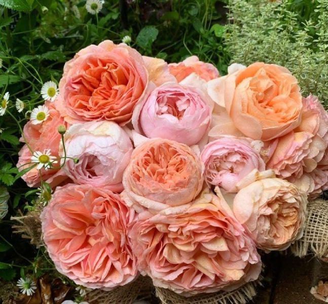 Купити Abraham Darby Е́йбрем Да́рбі, AUScot, Candy Rain, Country Darby ...