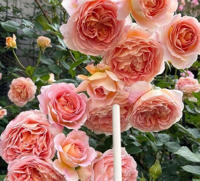 Купити Abraham Darby Е́йбрем Да́рбі, AUScot, Candy Rain, Country Darby ...