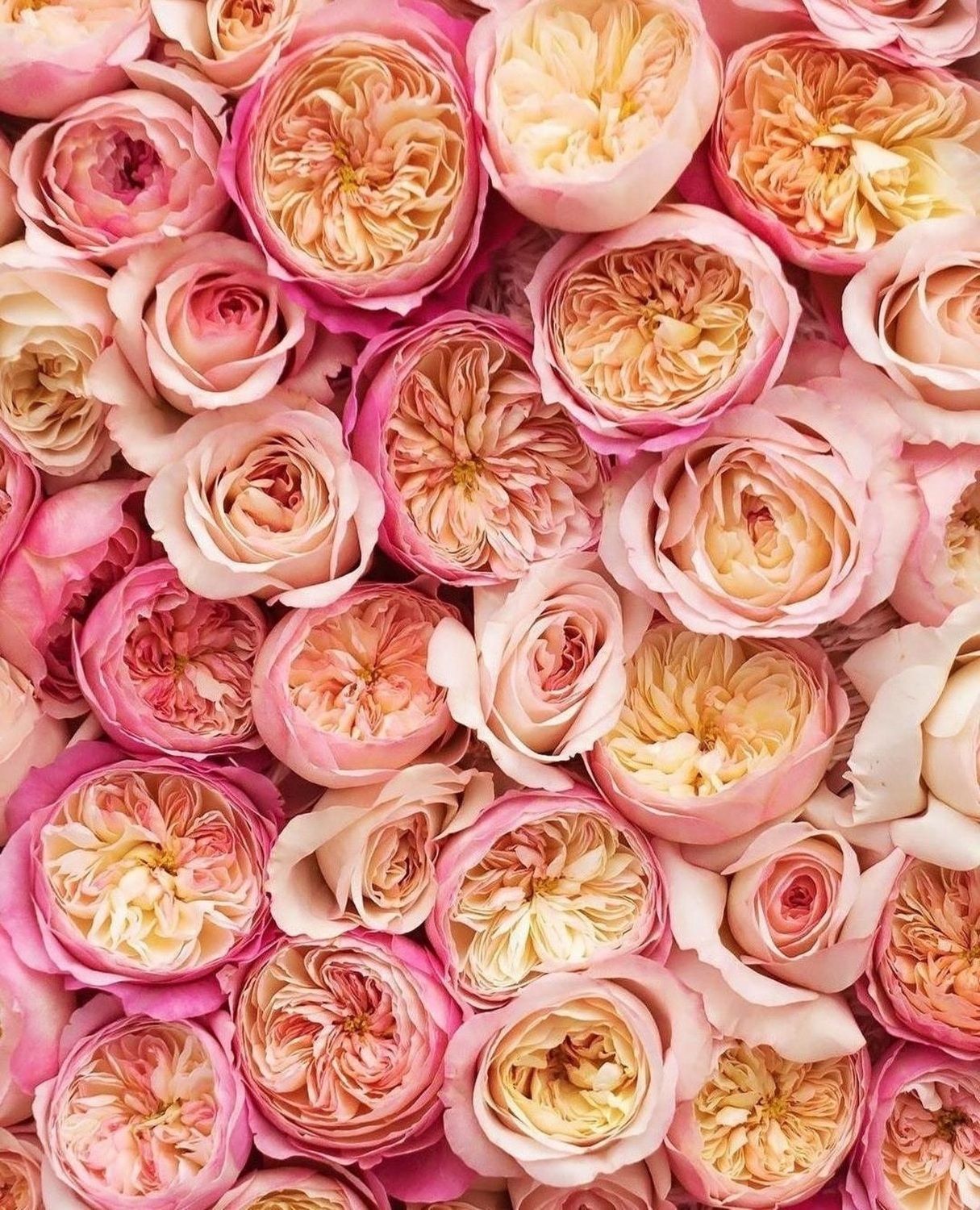 Флорібунда — купити в інтернет магазині ROSE BLOOM Роуз Блум