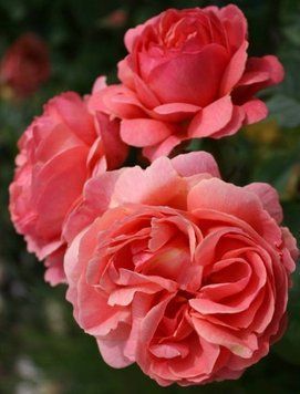 Park Abbey Rose Парк Е́ббі Роуз ОСІНЬ 2026 123113 фото