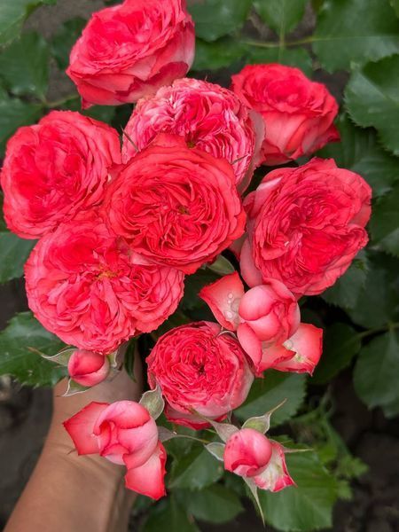 Coral Gem Корал Джерм ОСІНЬ 2026 8437345959 фото