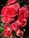 Coral Gem Корал Джерм ОСІНЬ 2026 8437345959 фото 3