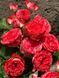 Coral Gem Корал Джерм ОСІНЬ 2026 8437345959 фото 11
