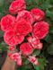 Coral Gem Корал Джерм ОСІНЬ 2026 8437345959 фото 9