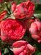 Coral Gem Корал Джерм ОСІНЬ 2026 8437345959 фото 12