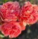 Park Abbey Rose Парк Е́ббі Роуз ОСІНЬ 2026 123113 фото 8