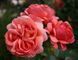 Park Abbey Rose Парк Е́ббі Роуз ОСІНЬ 2026 123113 фото 5