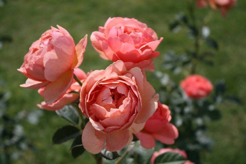 Park Abbey Rose Парк Е́ббі Роуз ОСІНЬ 2026 123113 фото