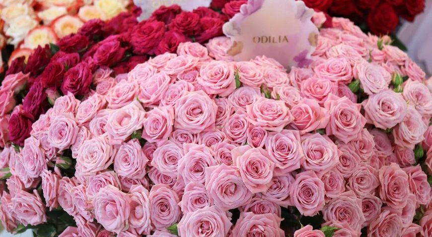 Odilia Оділія ВЕСНА 2026 111 фото