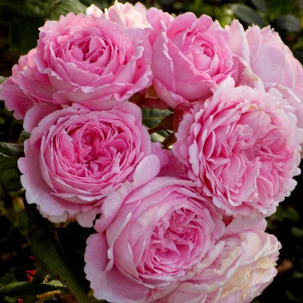Розенґре́фін Марі Анріє́тта Rosengr&auml;fin Marie Henriette ВЕСНА 2026 88888 фото