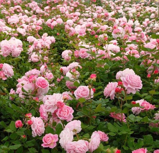 Розенґре́фін Марі Анріє́тта Rosengr&auml;fin Marie Henriette ВЕСНА 2026 88888 фото