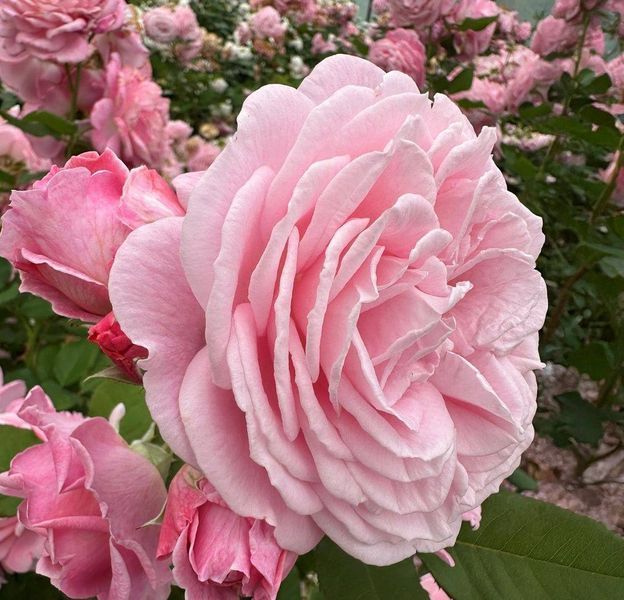 Розенґре́фін Марі Анріє́тта Rosengr&auml;fin Marie Henriette ВЕСНА 2026 88888 фото