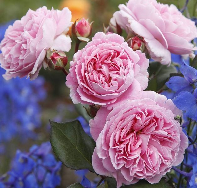 Розенґре́фін Марі Анріє́тта Rosengr&auml;fin Marie Henriette ВЕСНА 2026 88888 фото