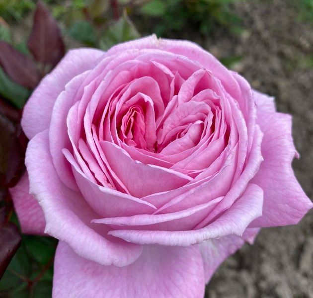 Розенґре́фін Марі Анріє́тта Rosengr&auml;fin Marie Henriette ВЕСНА 2026 88888 фото