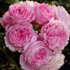 Розенґре́фін Марі Анріє́тта Rosengr&auml;fin Marie Henriette ВЕСНА 2026 88888 фото 15