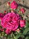 Fuchsia Lace Фу́ксія Лейс ОСІНЬ 2026 763498 фото 9