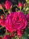 Fuchsia Lace Фу́ксія Лейс ОСІНЬ 2026 763498 фото 10