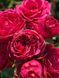 Fuchsia Lace Фу́ксія Лейс ОСІНЬ 2026 763498 фото 17