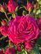 Fuchsia Lace Фу́ксія Лейс ОСІНЬ 2026 763498 фото 11