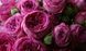 Fuchsia Lace Фу́ксія Лейс ОСІНЬ 2026 763498 фото 4