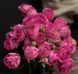 Fuchsia Lace Фу́ксія Лейс ОСІНЬ 2026 763498 фото 6