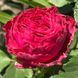 Fuchsia Lace Фу́ксія Лейс ОСІНЬ 2026 763498 фото 16