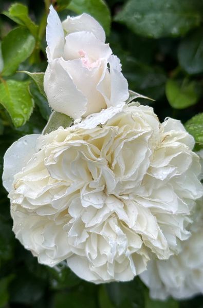 White Meidiland, Blanc Meillandecor, MEIcoublan, Super Swany, White Meilland, Ва́йт Ме́йділанд, Бла́н Мейя́ндек&oacute;р, Су́пер Све́йні, Ва́йт Мейя́нд ОСІНЬ 2026 23435635 фото