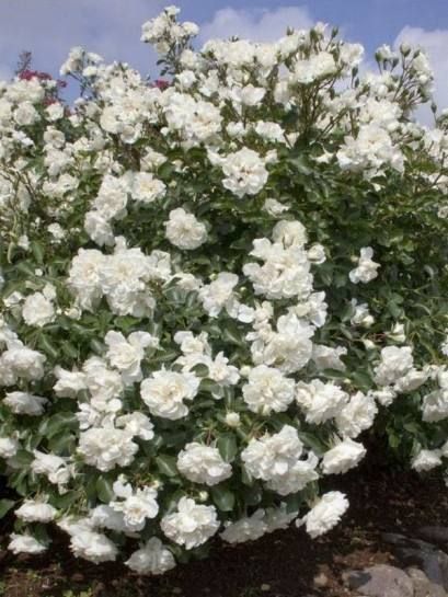 White Meidiland, Blanc Meillandecor, MEIcoublan, Super Swany, White Meilland, Ва́йт Ме́йділанд, Бла́н Мейя́ндек&oacute;р, Су́пер Све́йні, Ва́йт Мейя́нд ОСІНЬ 2026 23435635 фото