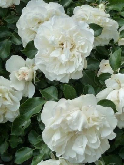 White Meidiland, Blanc Meillandecor, MEIcoublan, Super Swany, White Meilland, Ва́йт Ме́йділанд, Бла́н Мейя́ндек&oacute;р, Су́пер Све́йні, Ва́йт Мейя́нд ОСІНЬ 2026 23435635 фото