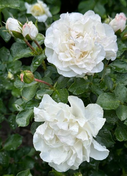 White Meidiland, Blanc Meillandecor, MEIcoublan, Super Swany, White Meilland, Ва́йт Ме́йділанд, Бла́н Мейя́ндек&oacute;р, Су́пер Све́йні, Ва́йт Мейя́нд ОСІНЬ 2026 23435635 фото