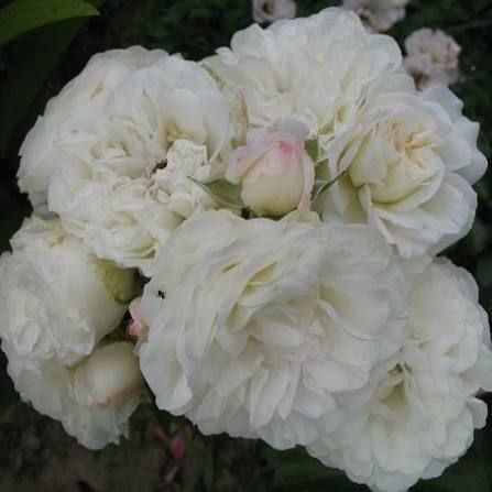 White Meidiland, Blanc Meillandecor, MEIcoublan, Super Swany, White Meilland, Ва́йт Ме́йділанд, Бла́н Мейя́ндек&oacute;р, Су́пер Све́йні, Ва́йт Мейя́нд ОСІНЬ 2026 23435635 фото