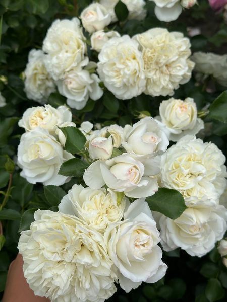 White Meidiland, Blanc Meillandecor, MEIcoublan, Super Swany, White Meilland, Ва́йт Ме́йділанд, Бла́н Мейя́ндек&oacute;р, Су́пер Све́йні, Ва́йт Мейя́нд ОСІНЬ 2026 23435635 фото