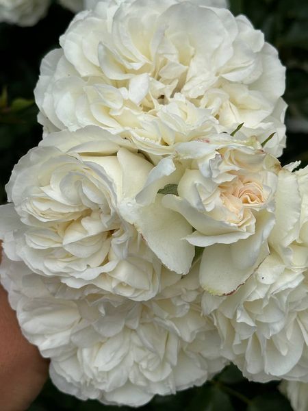 White Meidiland, Blanc Meillandecor, MEIcoublan, Super Swany, White Meilland, Ва́йт Ме́йділанд, Бла́н Мейя́ндек&oacute;р, Су́пер Све́йні, Ва́йт Мейя́нд ОСІНЬ 2026 23435635 фото