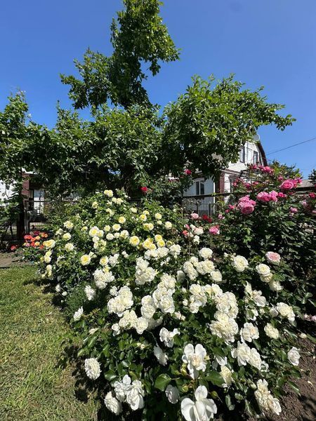 White Meidiland, Blanc Meillandecor, MEIcoublan, Super Swany, White Meilland, Ва́йт Ме́йділанд, Бла́н Мейя́ндек&oacute;р, Су́пер Све́йні, Ва́йт Мейя́нд ОСІНЬ 2026 23435635 фото