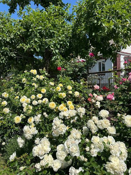 White Meidiland, Blanc Meillandecor, MEIcoublan, Super Swany, White Meilland, Ва́йт Ме́йділанд, Бла́н Мейя́ндек&oacute;р, Су́пер Све́йні, Ва́йт Мейя́нд ОСІНЬ 2026 23435635 фото